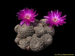 Sulcorebutia gemmae JD337-3 2242